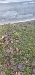 Photo of this report